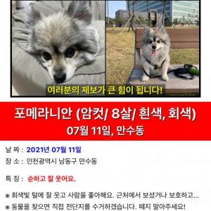 인천 만수6동 강아지를 찾습니다.