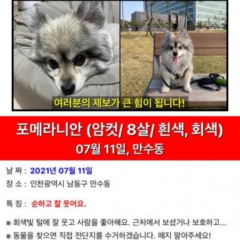 인천 만수6동 강아지를 찾습니다.