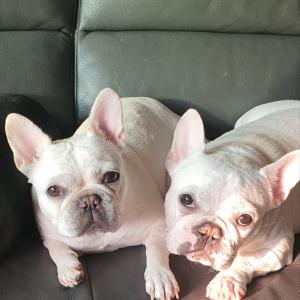 강아지두마리(프렌치불독흰색)찾습니다.