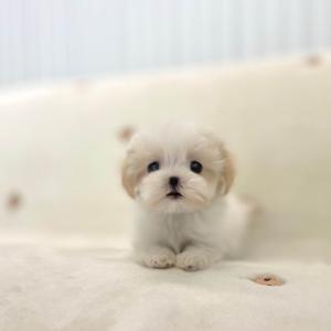 10만 책임비 말티푸