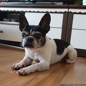 보스턴테리어 찾습니다.