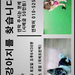 인천 부평구 일신동 믹스견 찾습니다.