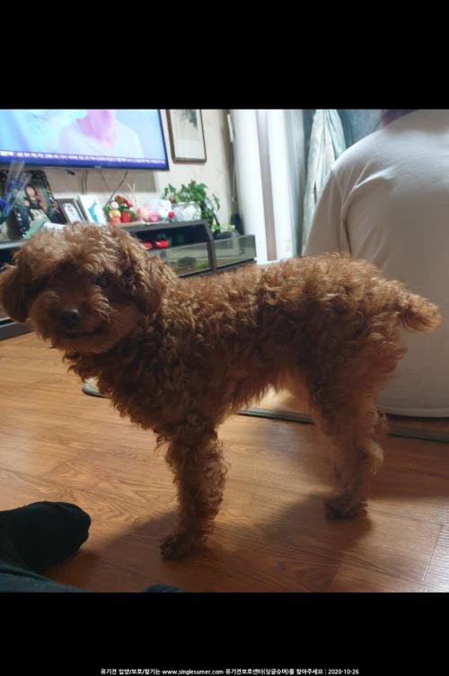 갈색푸들 보호중입니다