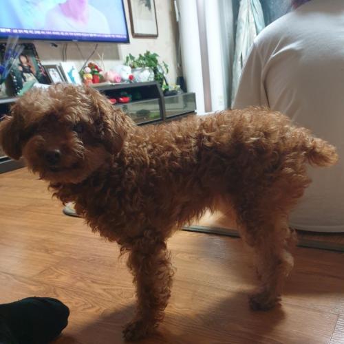 갈색푸들 보호중입니다