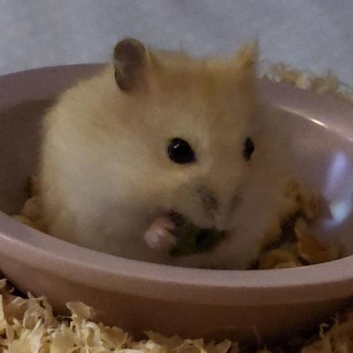 아기햄스터  입양해주세요