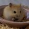 아기햄스터  입양해주세요
