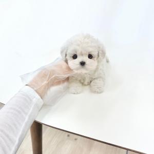 하얗고 폭신한 솜사탕 같은 비숑분양 보내요~