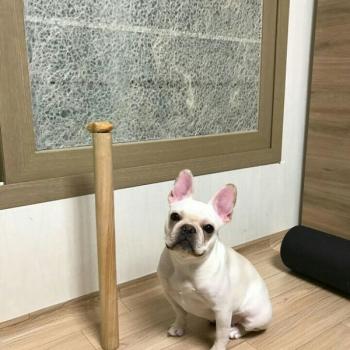 프렌치불독 살구를 찾습니다.