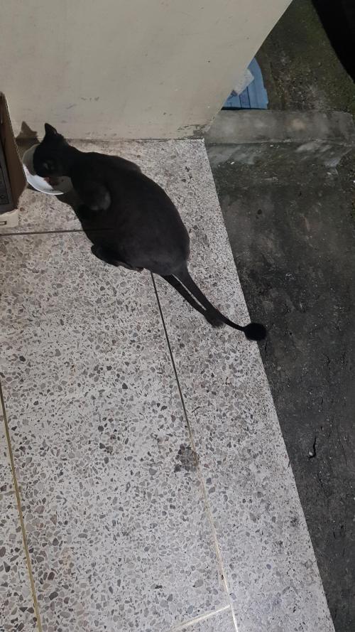 냥이 주인찾아요