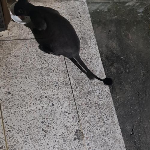 냥이 주인찾아요