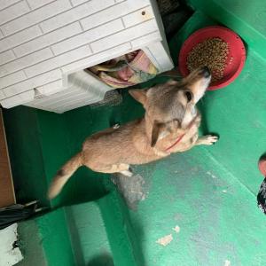 강아지 찾습니다