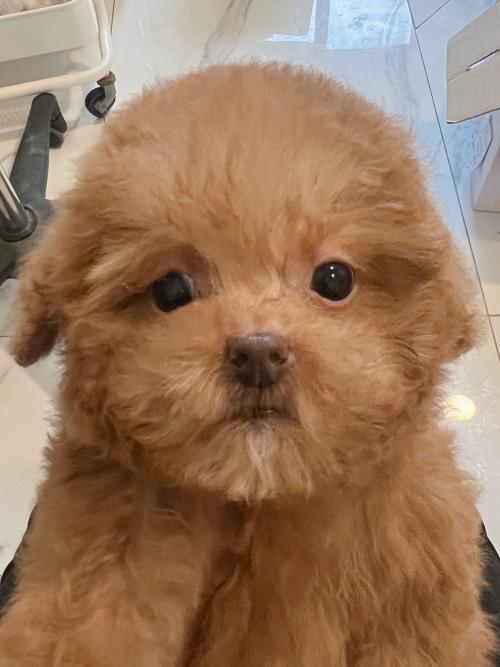 말티푸 아가의 좋은 보호자 분을 찾고 있습니다