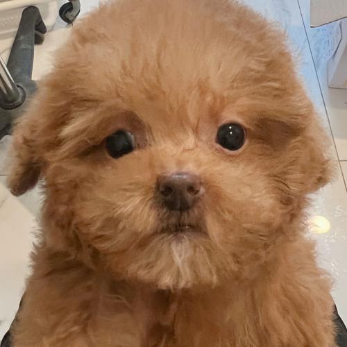 말티푸 아가의 좋은 보호자 분을 찾고 있습니다