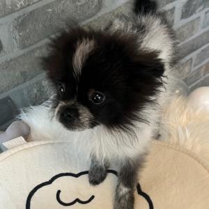 🐶 포메라니안 5만원! 귀여운 아가, 평생 가족 찾아요