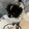 🐶 포메라니안 5만원! 귀여운 아가, 평생 가족 찾아요