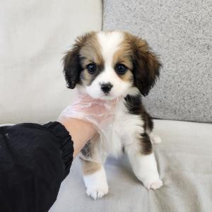 버니두들분양 2개월령 왕자님 진짜 미친듯한 외모 털 빠짐 없어요~