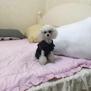 토이푸들 찾아주세요