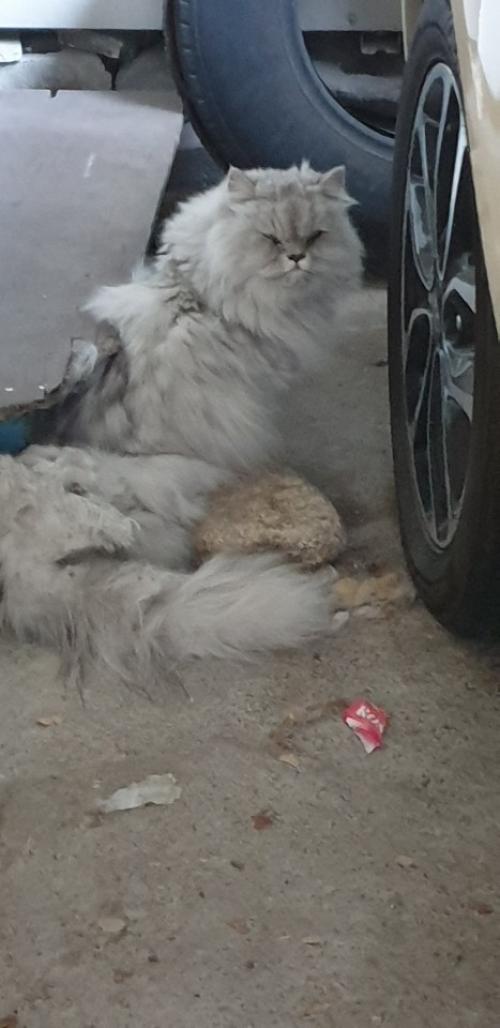 동작이 없는(하반신 마비같음) 고양이가 버려져 있어요