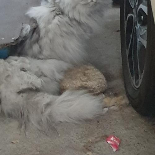 동작이 없는(하반신 마비같음) 고양이가 버려져 있어요