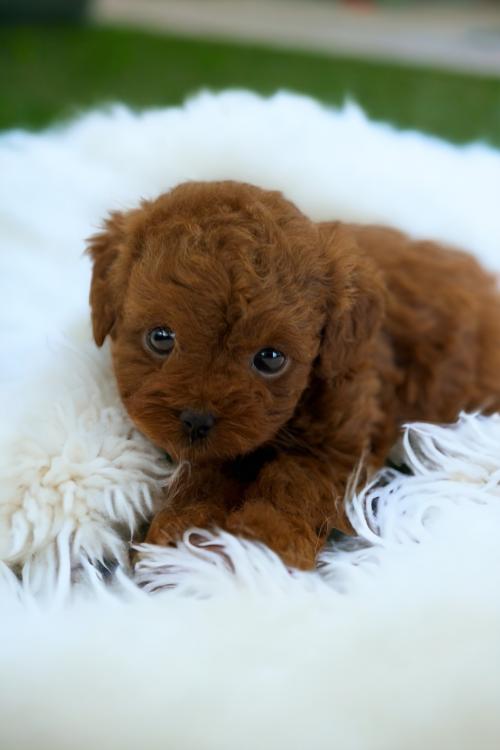 푸들 아가 분양드립니다