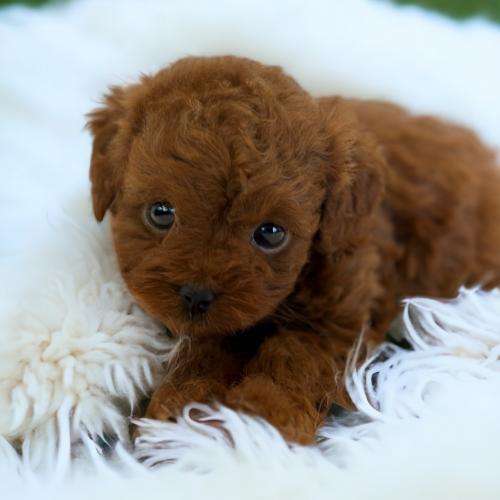 푸들 아가 분양드립니다