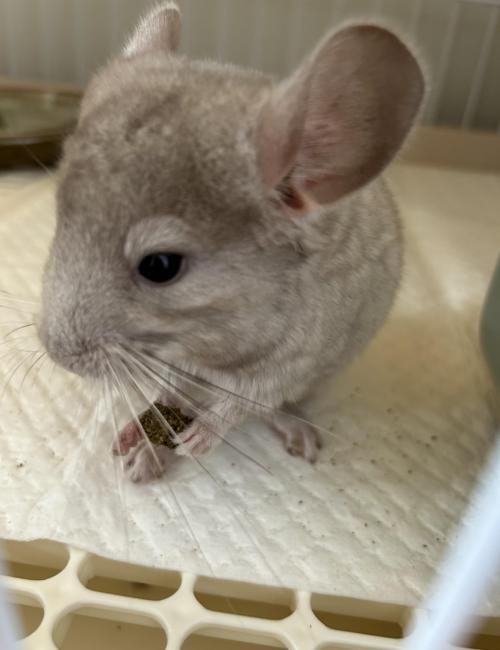 친칠라 책임분양