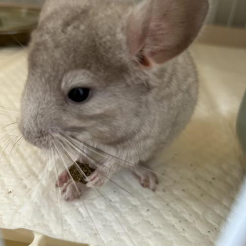 친칠라 책임분양