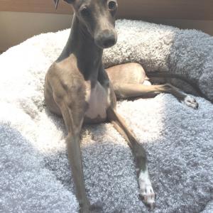 부산 기장-레이를 찾습니다(이탈리안 그레이하운드)