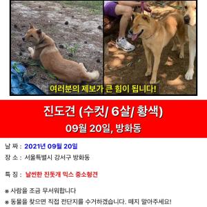 황갈색진도믹스견