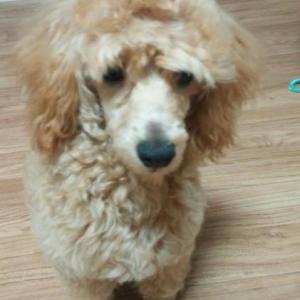 풍납동 푸들 찾습니다.