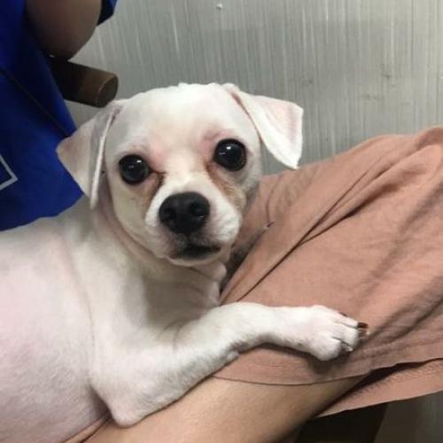 남양주시 도농동 말티즈 임보중