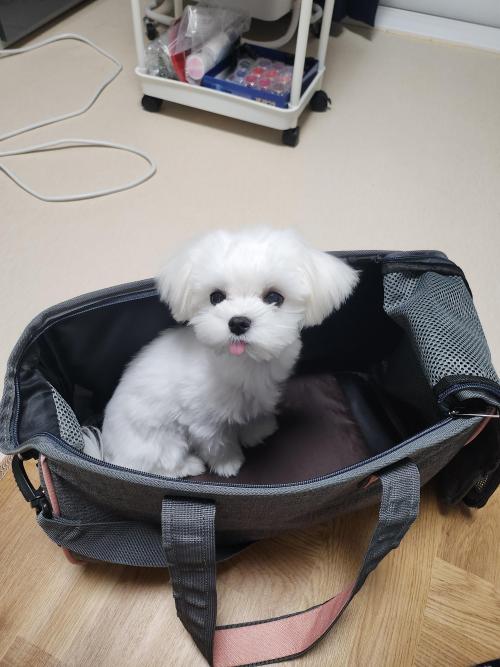 말티즈남아분양