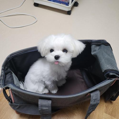 말티즈남아분양