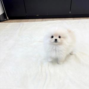 포메라니안 왕자님 분양 합니다~!