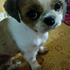 시츄를찿습니다