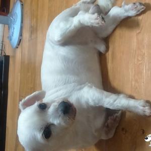 수원시  고색동  흰색  마르티즈  수컷  찾아요