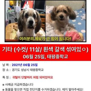 6.25일 밤10 아이가 문열린 사이 나갔어요ㅠ 사례하겠습니다