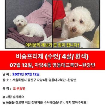 비숑 찾아요