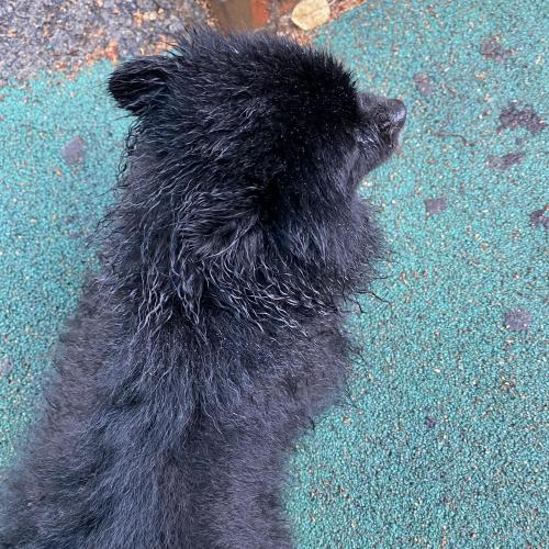 성남 태평동 까만 포메라니안 보호중입니다(주인 찾아서 인계 완료)