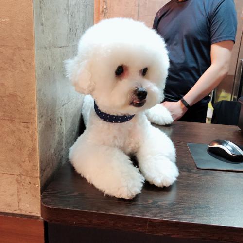 비숑프리제분양해요오!