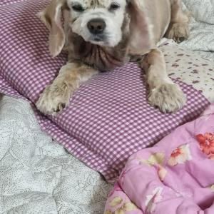 복순이를 찾습니다.