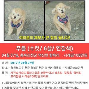 연갈색푸들 해피를찾습니다