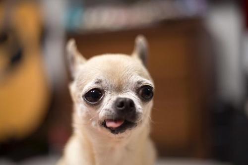 단모치와와 베이지색 분양받고싶어요