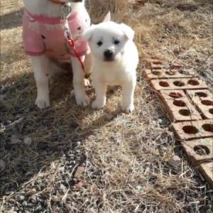 강아지 두마리 찾습니다