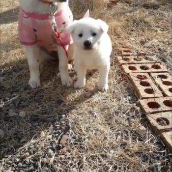 강아지 두마리 찾습니다