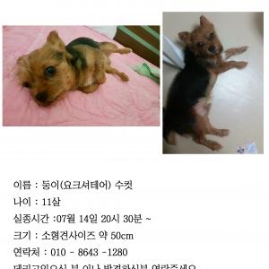 금정구 장전동 요크셔테리어 찾아요