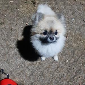 사월이를 찾습니다 장위동고개 동방고개