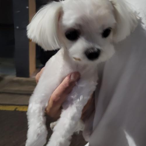 신당동 강아지 주인을 찾습니다