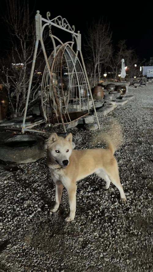 이천 신둔면 진도 주인찾아요