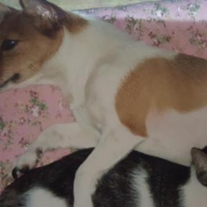 중랑구 망우3동 믹스견 강아지 찾습니다